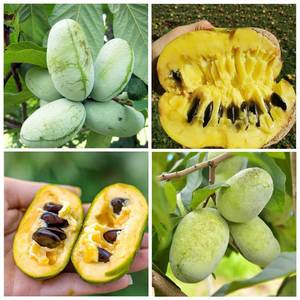 lot 2 image: 3 Pcs Paw Paw Tree Seeds for Planting Outdoors-Edible Pawpaw Seedlings Exotic Fruit Tree