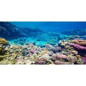 lot 19 image: AWERT Aquarium Background Coral Reef Tropical Fish Undersea Fish Tank Background 36x18 inches Durable Polyester Background - Retail $6