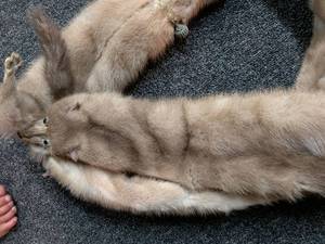 lot 45 image: Fox Fur Stole with Decorative Clips