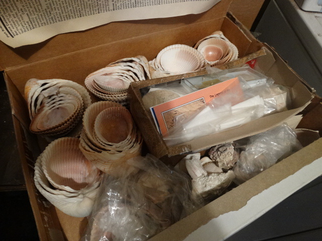 lot 14793 image: Lot of sea shells.
