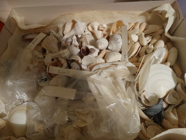 lot 14795 image: Lot of sea shells.