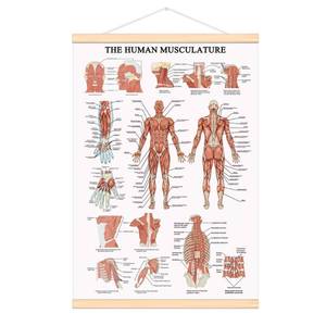 lot 1008 image: WEROUTE The Human Muscular System Chart Hanging Scroll Frame Canvas Print Human Anatomical Poster (16.5 x25)&nbsp