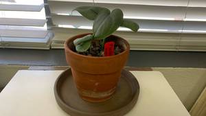 lot 15 image: Live Plant Platinum Java Scindapsus �� 4 Pot