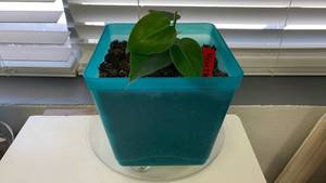 lot 16 image: Live Plant Heartless Philodendron �� 6 Square Pot