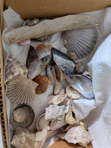 lot 236 image: Mixed Seashell Collection
