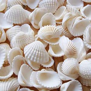 lot 24445 image: Small Tiny Sea Shells White Clam Bulk Natural Seashell for DIY Craft Home Decor Vase Fillers - Retail $13