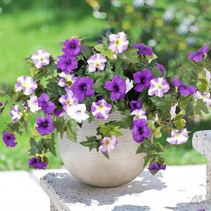 lot 6275 image: summer flower 2 Pack Faux Petunias Outdoor UV Resistant Artificial Flowers for Planters, Realistic Fake Flowers for Outdoor Decor, Porch, Hanging Baskets,Spring Home Decoration(Purple White)