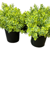 lot 6431 image: Boxwood artificial Hedge Plants in Black Plastic Pots
