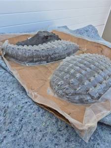 lot 143 image: Concrete Alligator Garden Statue with Glass Eyes - Two Small Chips By Eyes