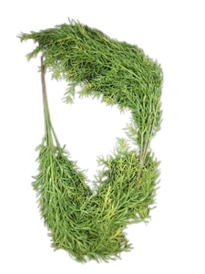 lot 5509 image: Artificial Dill Herb Bundle set of two