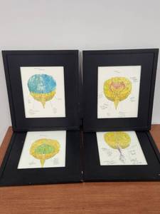 lot 242 image: Framed Brain Anatomy Study Illustrations Set