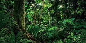 lot 3554 image: Yeele 20x10ft Green Forest Background for Photography Jungle Lush Trees Natural Landscape Backdrop Adult Adventure Kids Portrait Shooting Wallpaper Safari Party Decorations Banner Photo Studio Props