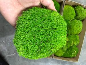 lot 6266 image: Prefleur Preserved Pole Moss Pillow Bun Cushion Natural Green Decorative Real Natural Green DIY Kit Terrariums Gardenning Art Wall Decor Florist Decor Easter Table Wedding(1.5 sq.ft, Green-B)