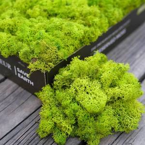 lot 5750 image: prefleur Preserved Reindeer Craft Moss Natural Green DIY Kit Gardenning Art Wall Florist Decor Easter Table Wedding Decor (0.85lb) (Green-01)