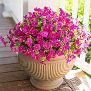 lot 3662 image: HyeFlora Artificial Flowers for Outdoors Fake Plants Outside Decoration, 12 Bundles Faux Fuchsia Morning Glory UV Resistant Look Real Silk Flowers for Outside Planter Front Door Porch Patio Yard Urn