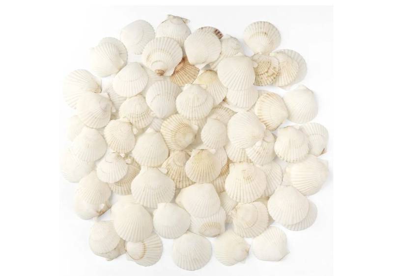lot 37018 image: 48 PCS Scallop Shells Natural Seashell, 1.5 to 2 White Scallop Shells Small Seashells for Crafts Wedding Decor Beach Theme Party, Fish Tank and Vase Filler. - Retail $9