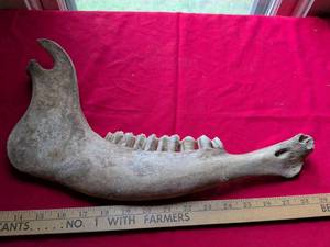 lot 26 image: Large Animal Jawbone with Complete Set of Teeth