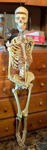 Life Size Human Skeleton Model with Removable Skull
