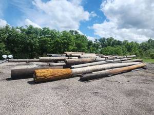 lot 25194 image: Bulk Lot of Wooden Telephone Polls