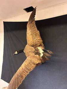 lot 123 image: Large Flying Canada Goose Taxidermy Mount