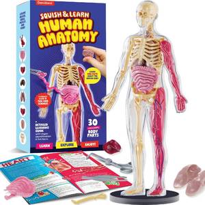 lot 2812 image: Dan&Darci Human Anatomy Squishy Body Model - Science Kits for Kids Ages 4-8 - STEM Toys for 4 5 6 7 8 Year Old Boy Birthday Gift - Learning Educational Toys for Ages 5-7 Boys Gifts - Skeleton Parts - Retail $20