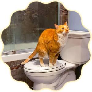 lot 1248 image: $153 Hover Cat Seat Cat Toilet Training Kit - Cat Potty Toilet Training Kit - Cat Training - Toilet Training for Cats Includes Toilet Seat Plus 4 Training Plates - for Round & Elongated Toilet Seat Size