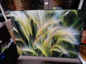 lot 24800 image: Picture of Pompas Grass