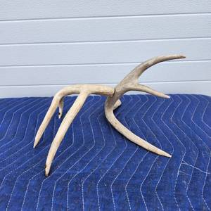 lot 166 image: Natural Deer Antlers Set