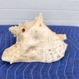 lot 167 image: Large Spiny Conch Shell
