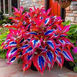 lot 3731 image: Hosta Seeds for Garden, 200 Pieces Perennial Shade Plants, Easy Growing Ornamental Foliage for Borders, Patios, Pots, Gardening Gift