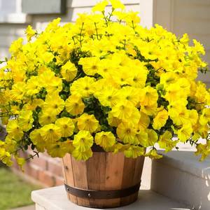 lot 1593 image: Grunyia Artificial Flowers - 16 Bundles UV Resistant Yellow Faux Silk Plastic Outdoor Fake Plants, Realistic Greenery Foliage for Porch Planter Window Box Garden Indoor Home Decor