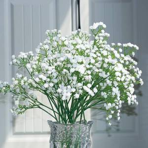 lot 5795 image: YJPPHDG White Baby Breath Flowers Artificial,12 Pcs Fake Babys Breath Real Touch Flowers Wedding Party Home Garden Decoration - Artificial for Decoration Baby Breath (White)
