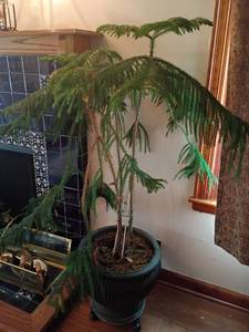 lot 918 image: Live Plant.  58in tall and pot is 16in. diameter