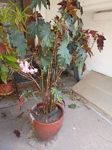 lot 5505 image: Live Plant.  HEAVY  Bring Dolley or Help.  Approximately 62in. tall.  Pot is 12 x 14