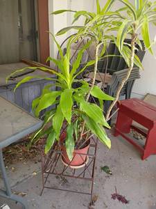 lot 5506 image: Live Plant with Metal Stand.  Plant is approximately 46in. tall.  Stand is 45 x 14 x 15