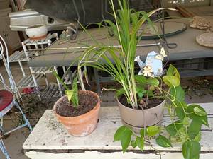 lot 5507 image: 2 Live Plants