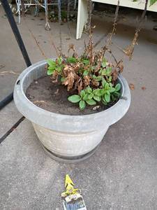 lot 5509 image: Live Plant