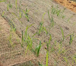 lot 43 image: Large 4 ft. x 100 ft. Coconut Mesh Mat Blanket Erosion Control Blanket