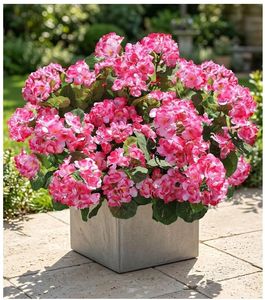 lot 37510 image: Artificial Geranium Fake Flowers for Outdoors Decoration, 6 Bundles Silk Geraniums Pink Flower UV Resistant Look Real Faux Plants for Outside Planter Front Door Garden Porch Patio Balcony Yard Home - Retail $25