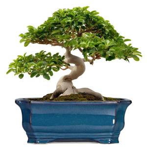 lot 5036 image: Teagas Bonsai Tree Pot - 13.7 Inch Large Ceramic Succulent Planter for Indoor Outdoor, Rectangle Plant Pot with Drainage Hole, Decorative Flower Pots, Home Decor, Gifts for Plant Lovers, Retro Blue
