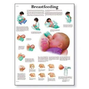lot 18021 image: 3B Scientific VR1557L Glossy Laminated Paper Breastfeeding Anatomical Chart, Poster Size 20 Width x 26 Height