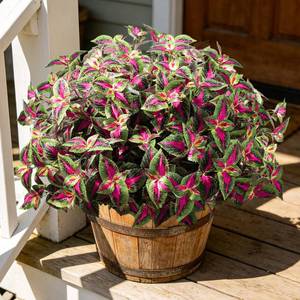 lot 5301 image: FOUSUKA Artificial Plants Outdoor, 5 Bundles Faux Coleus Plants UV Resistant Fake Silk Greenery Leaves with Stems for Outside Front Porch Patio Garden Planter Decoration (Red)