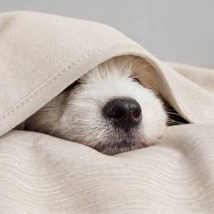 lot 19462 image: Bedsure Oat Beige Cooling Blanket for Hot Sleepers - Summer Cold Throw Blanket for Bed, Arc-Chill Lightweight Summer Bedding, Cool Thin Ice Cold Cooled Throws with Rayon Derived from Bamboo, 50x70