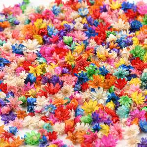 lot 12149 image: BZHYZKX 880 Pcs Small Dried Flowers for Resin - Include Tweezers, Colorful Real Natural Tiny Dried Pressed Flowers Bulk, Mini Dried Flowers for Crafts, DIY Jewelry, Resin Art, Candles, Soap Making