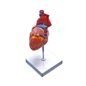 lot 20057 image: Human Heart Anatomy Model, Life-Size 2-Part Cardiac Dissection Model for Medical Student Study, Classroom Demonstration