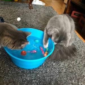 lot 2208 image: TeDDinke Swimming Fish Toy for Cats,Glowing Waterproof Cat Water Toy with Adjustable Speed and Realistic Motion,Twist Tail in a Lifelike Manner,Fun for Bathtub, Aquarium Decor, Pool (4)