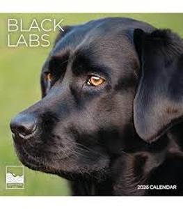 lot 6462 image: Black labs calendar lot of three