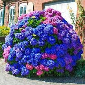 lot 12284 image: 30pcs Blue Pink Purple Hydrangea - Beautiful and Hardy Perennial Flowers for Your Garden