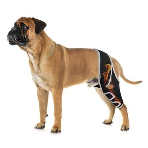 lot 12364 image: Dog Leg Brace for Back Leg ACL Tear, Dog Knee Brace for All Legs with Reflective Material, Dog Arthritis Brace to Relieve Arthritis Pain, Prevent Further Injury and Promote Postoperative Recovery M
