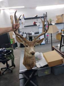 lot 59978 image: 10 Point Buck Deer Mount